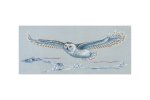 (image for) Polar Owl